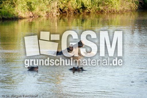 Flusspferd (21 von 104).jpg